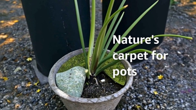 Amazon.com : SuperMoss (26310) Moss Soil Toppers (Place Mats